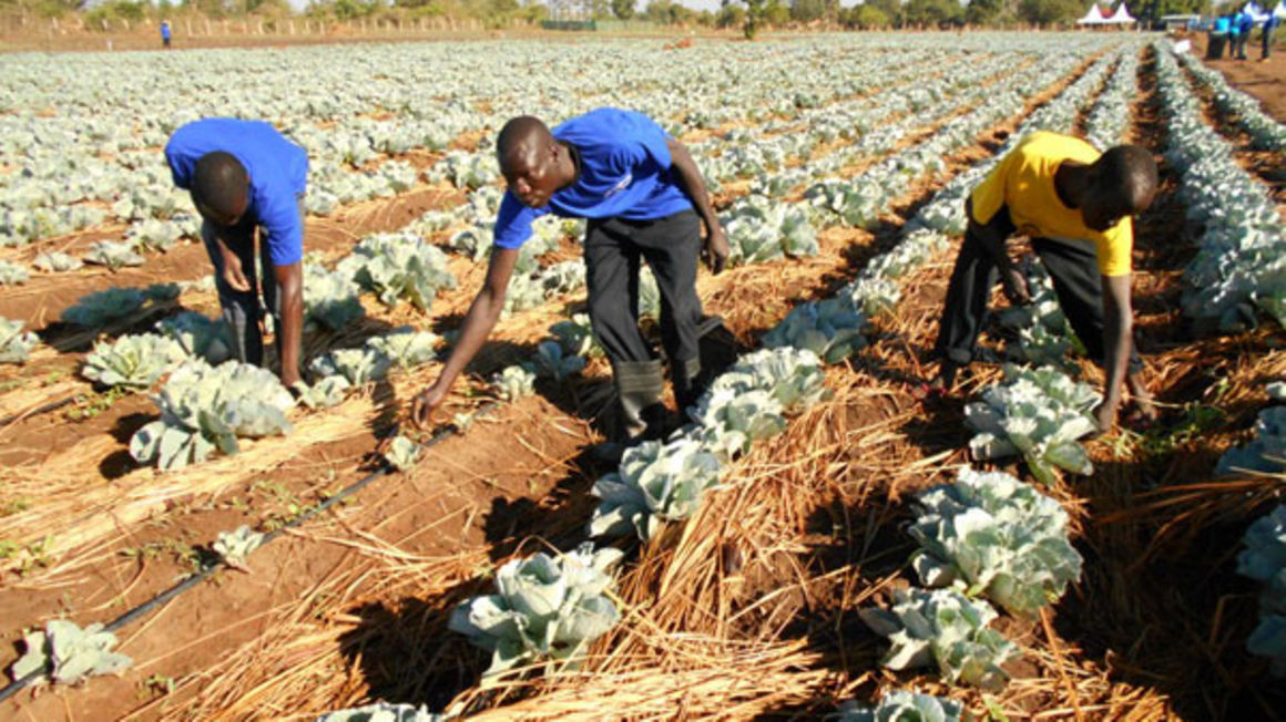 Africa’s Securest Defense Against Crisis Is Dependable Agricultural Production